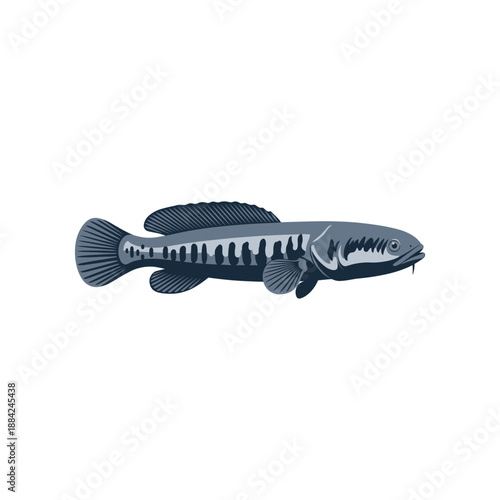 Detailed illustration of a predatory snakehead fish swimming horizontally.