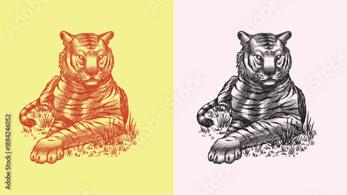 Realistic black and white Tiger laying drawing in very detailed old engraving style. Pen and ink used design with traditional tools. 