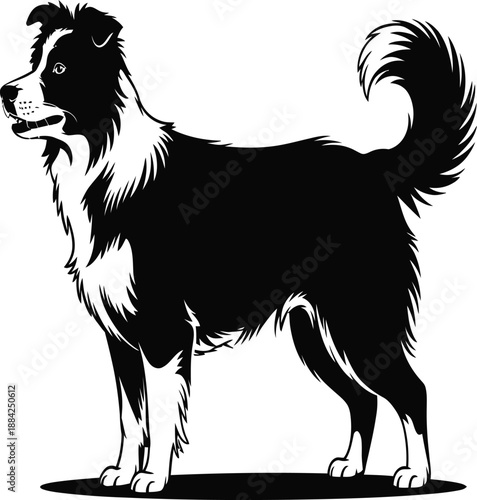 Border Collie dog stands proudly, showcasing its distinctive black and white coat pattern.