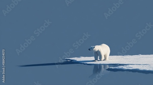 Polar Bear Cub Alone on Melting Ice in a Sea of Extinction Awareness