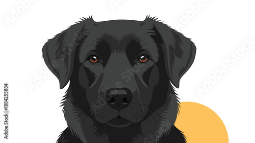 Detailed close-up portrait of a majestic black Labrador Retriever dog looking directly forward, set against a simple white and orange background.
