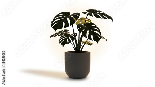 A potted Monstera deliciosa plant with large leaves in a black pot on a white surface viewed from the front
