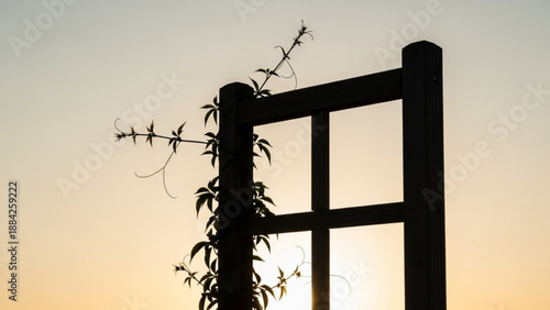 Silhouetted trellis with climbing plants against a serene sunset backdrop viewed from a low angle