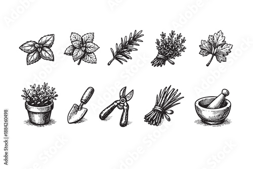 Detailed black and white sketch collection featuring various culinary herbs (basil, mint, rosemary, parsley, lavender) and gardening tools, perfect for organic food or garden-themed designs.