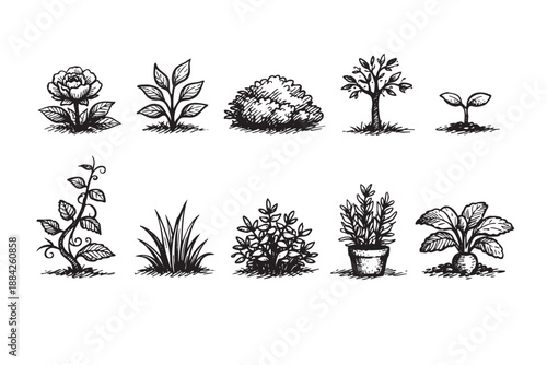 Diverse black and white hand-drawn botanical illustrations, featuring plants, a tree, leaves, a seedling, a bush, and a root vegetable in a vintage sketch style, ideal for organic and nature designs.
