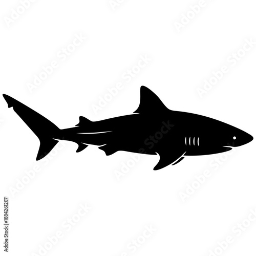 Silhouette of a Shark Swimming in the Ocean