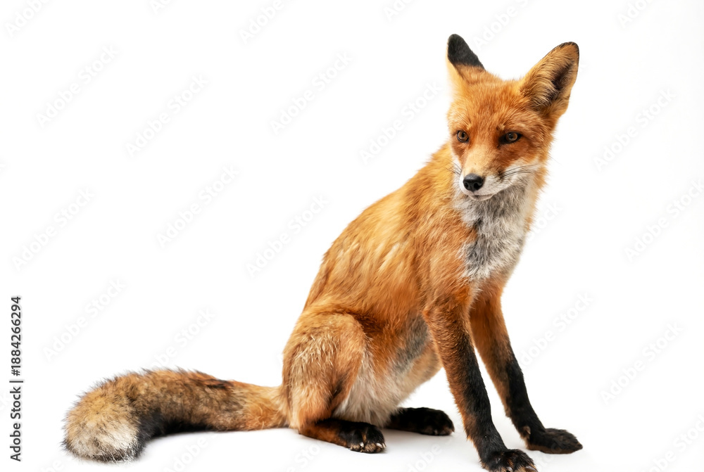 Obraz premium The Beautiful Fox