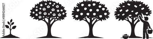 Detailed Vector Illustration of Fruit Tree Life Cycle: Stages of Growth from Seedling to Flowering, Mature Fruit, and Farmer Harvesting the Final Crop. Farming Process Infographic Icon Set