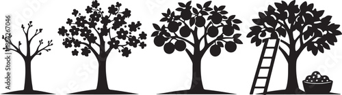 Fruit Tree Life Cycle Vector Silhouette - Four Stages of Growth: Budding, Blooming, Fruiting, and Harvesting. Perfect graphic for educational and agricultural designs.