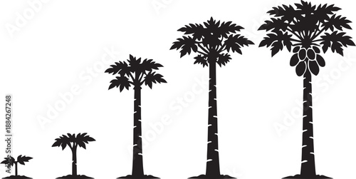Tropical Papaya Tree Lifecycle Silhouettes: Vector Illustrations Depicting Growth from Small Plant to Mature Fruiting Stage, Perfect for Agriculture and Botanical Graphics