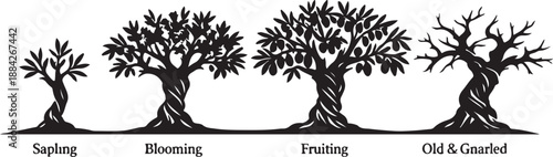 Detailed Olive Tree Life Cycle Stages Vector Silhouette Illustration showing the Growth Timeline: From Young Sapling to Full Bloom, Fruiting Harvest, and the Character of an Old Gnarled Tree.