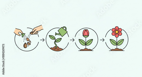 Plant growth stages from seed to blooming flower with green leaves and brown soil