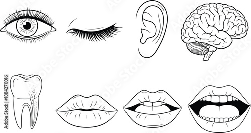 Human sensory organs illustration, communication anatomy set, cognition and perception symbols, educational medical graphic pack, flat vector illustration