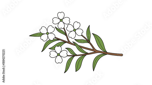 Vector illustration of a flowering branch with white blossoms and green leaves on a brown stem.
