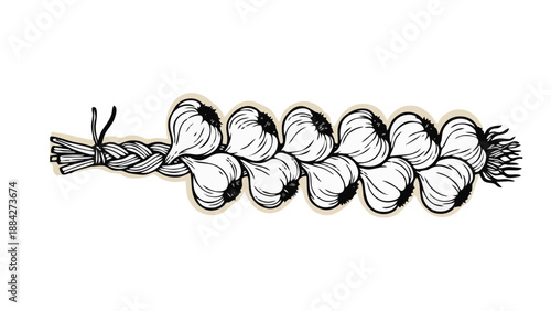 Hand Drawn Garlic Braid Illustration Isolated on White Background Culinary Ingredient Sketch