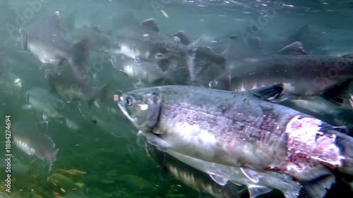 Shimmering multitude of Salmon navigate river in Pacific Northwest. These resilient fish journey upstream through murky waters, driven by ancient instinct to return to their spawning grounds.