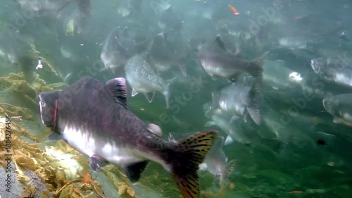 A large school of Salmon swims in the Pacific Ocean near a Kelp forest. It is daytime. The water is slightly murky. The Salmon swim together.