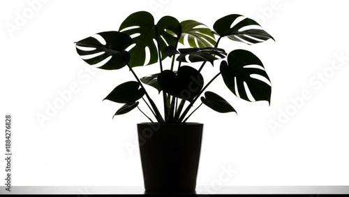 Monstera deliciosa plant in a dark pot, silhouetted against a bright white background, showcasing its characteristic split leaves