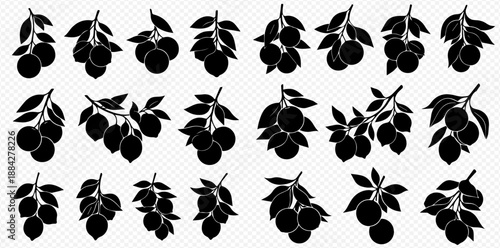 Set of black silhouettes of citrus branches with fruits and leaves, isolated on white background.