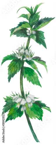 Canvas Print White Dead-nettle wildflower
