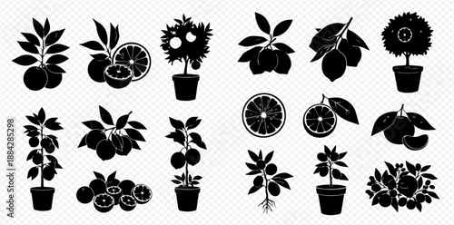 Set of black silhouettes of citrus fruits, trees, and plants in pots, including oranges, lemons, and tangerines with leaves and slices, isolated on a transparent background.