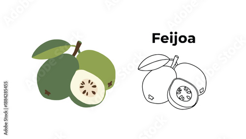 An illustration of green feijoa fruits with leaves and a cut one showing the inside