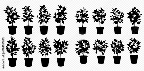 Set of potted citrus trees silhouettes with fruits and flowers, vector illustration.