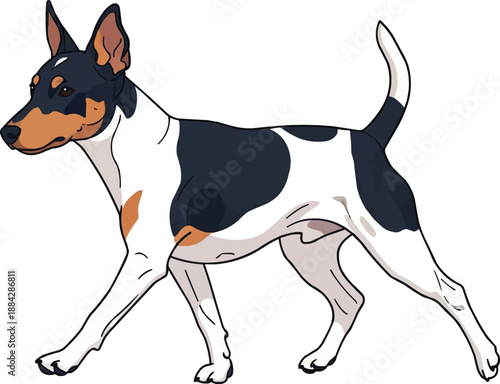Rat Terrier dog walking relaxed side view movement