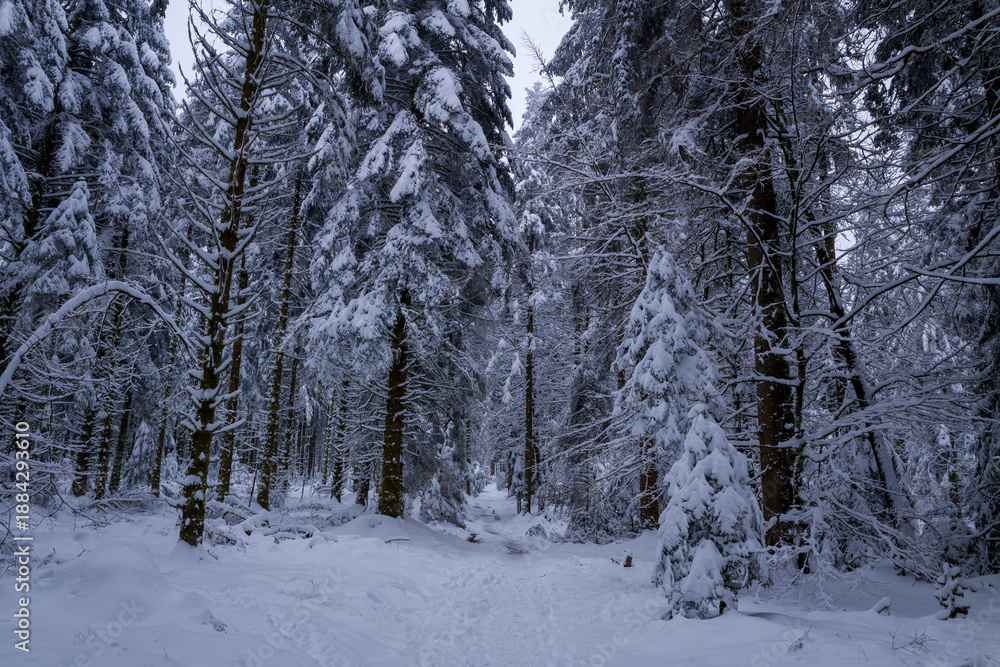 Fototapeta premium A quiet forest path winds through tall conifer trees thickly draped in snow in the Morvan mountains. The deep winter scene is filled with soft light, dense textures, and a tranquil, untouched mood.