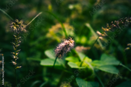 Softly lit wild grass seed heads in a lush green field, capturing natural texture, calmness, and organic beauty