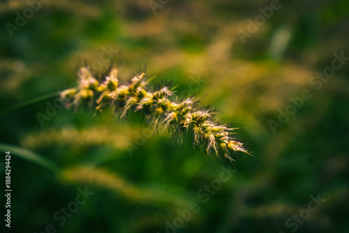 Softly lit wild grass seed heads in a lush green field, capturing natural texture, calmness, and organic beauty