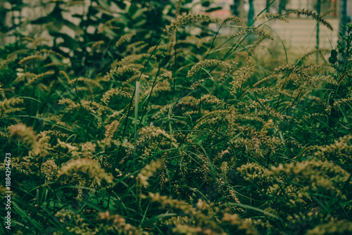 Softly lit wild grass seed heads in a lush green field, capturing natural texture, calmness, and organic beauty