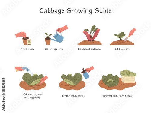 Cabbage Planting and Growth Cycle Guide