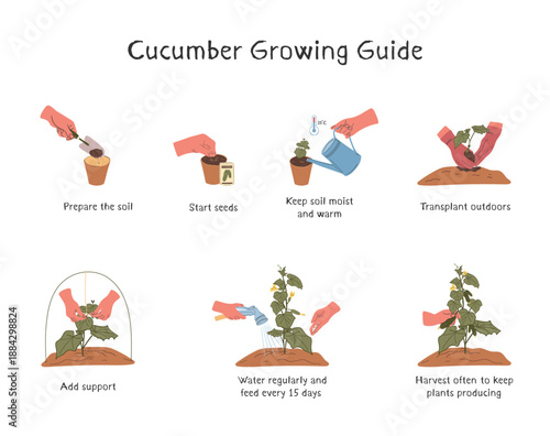 Cucumber Cultivation Guide Infographic