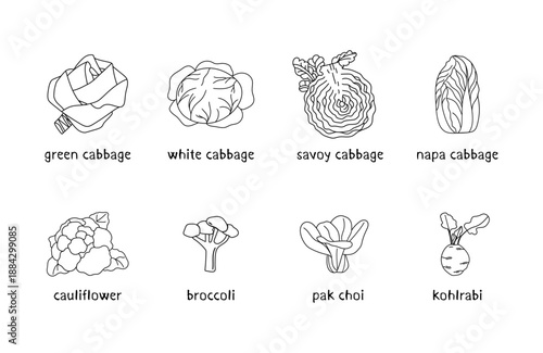 Labeled Cabbage Varieties Stroke Art Poster