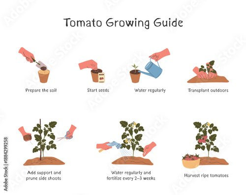 Tomato Growth Guide Educational Infographic