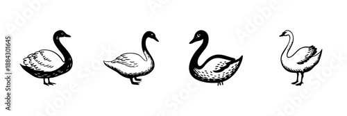 Swan Illustrations In Hand Drawn Style Set. Elegant Waterfowl, Graceful Bird, Nature Doodle Sketch Collection. Wildlife Art, Ornithology. Isolated Vector Illustration