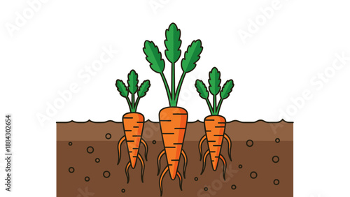 Carrots Growing in Soil.