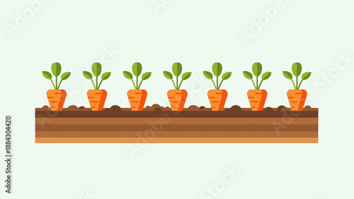 Fresh Carrots Growing in a Garden Bed.