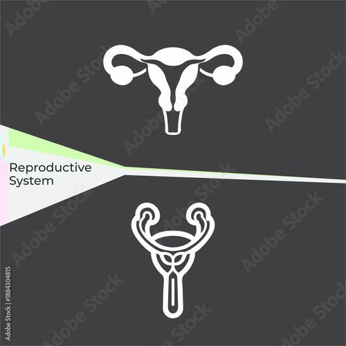 Human reproductive system