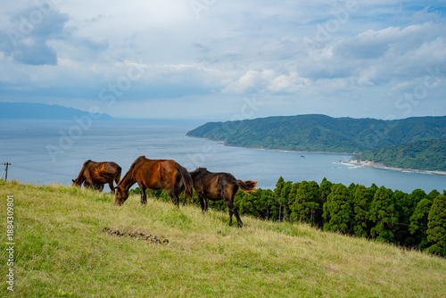 Fotografia 都井岬の小松ヶ丘の野生馬と海岸風景