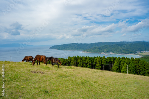 Bilde på lerret 都井岬の小松ヶ丘の野生馬と海岸風景