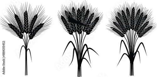 Collection of wheat bundle silhouettes, grain stalk illustrations, agricultural crop icons for farming, harvest design, organic food and cereal artwork