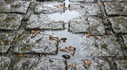 Close macro of rain wet cobblestone with scattered leaf debris and tiny puddles, soft overcast light and detailed stone texture