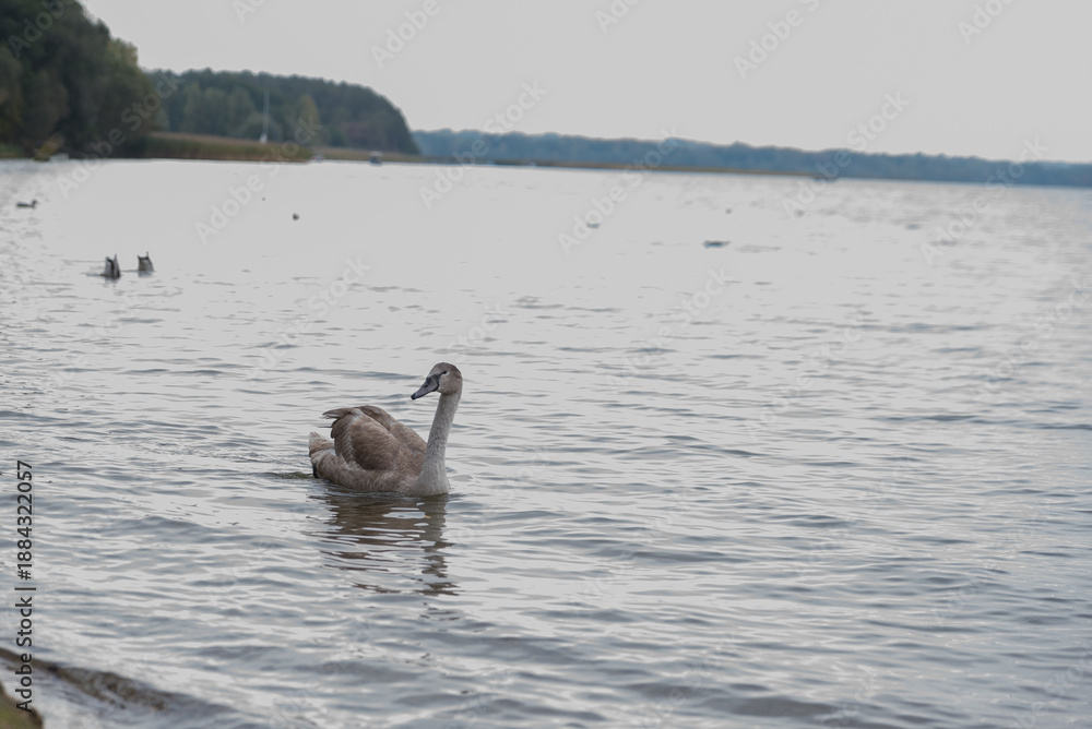 Fototapeta premium A young gray swan swims gracefully in a calm lake. The water reflects the surrounding trees and sky, creating a serene natural scene.