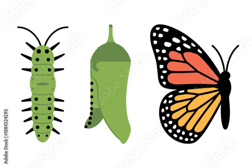 Butterfly Life Cycle Stages Illustration