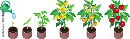 Life cycle of tomato plant development from seed and sprout to fruiting plant with ripe red fruits. Growth stages of tomato plant isolated on white background