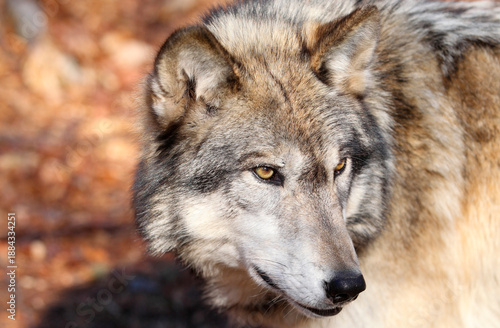 Howling wolf in Groenlandia Arctic wildlife close up portrait