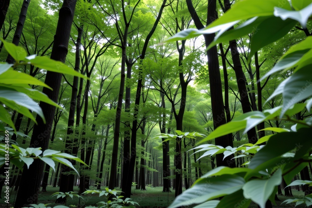 Obraz premium Lush green forest with tall trees and vibrant foliage, creating a serene and tranquil natural environment.