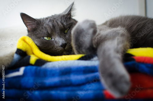 Lazy domestic cat resting comfortably